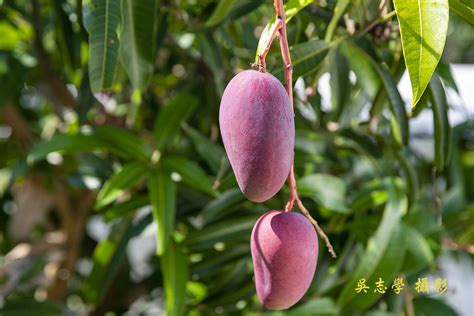 芒果樹風水